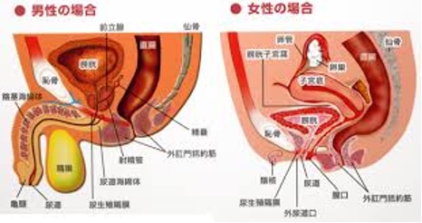 前立腺